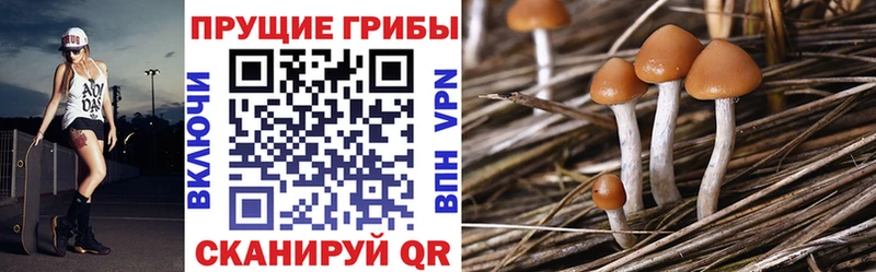 Галлюциногенные грибы Psilocybine cubensis  где продают   Ардатов 